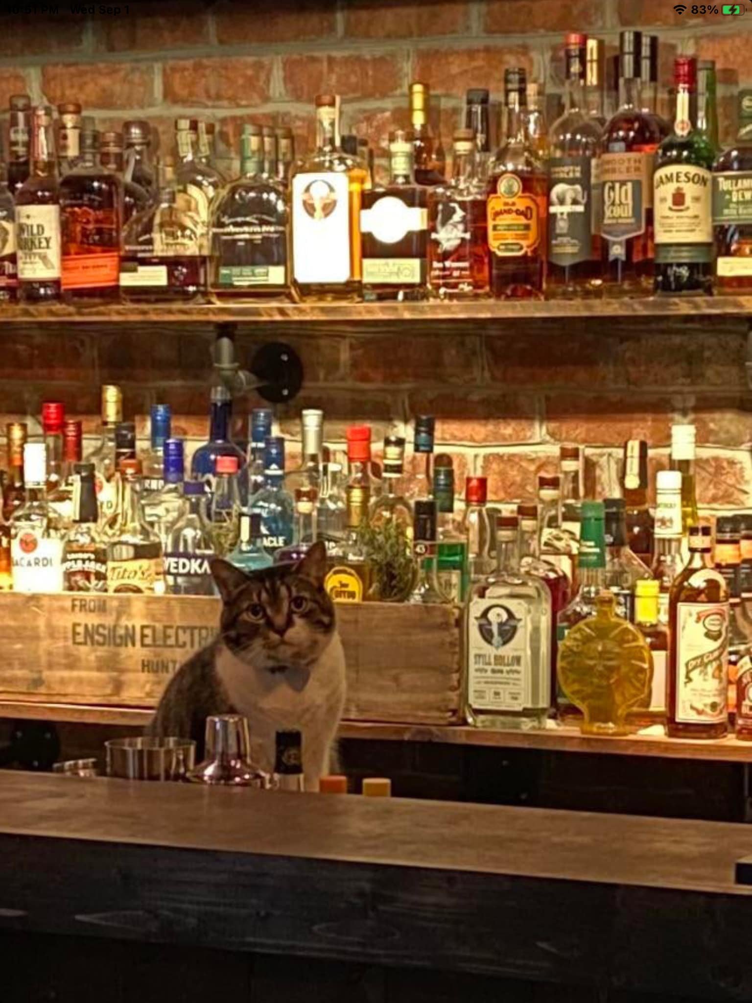 Sober cat behind the bar Blank Meme Template