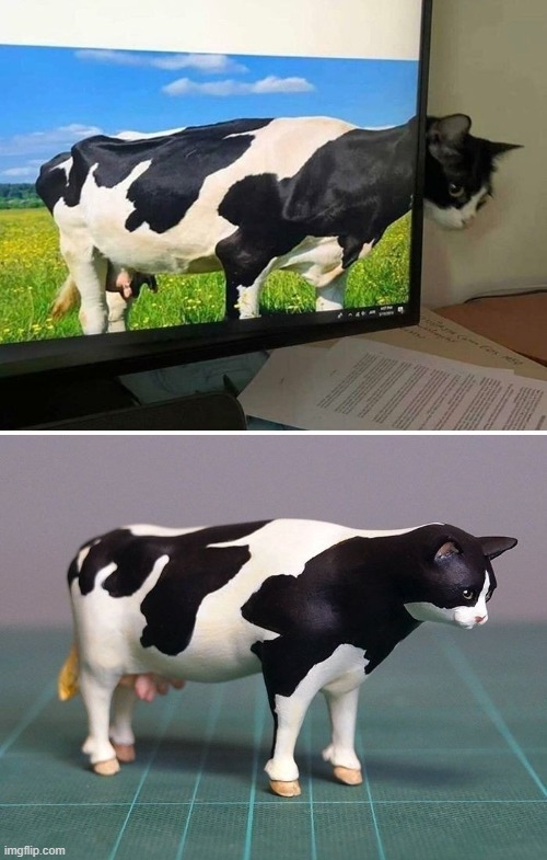 cat + cow = | image tagged in cats | made w/ Imgflip meme maker