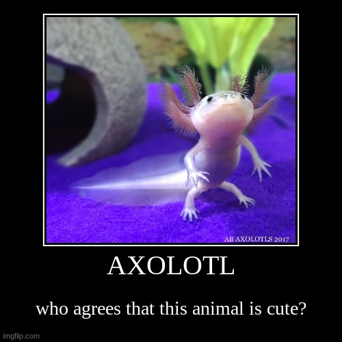 i love axolotls | image tagged in funny,demotivationals | made w/ Imgflip demotivational maker