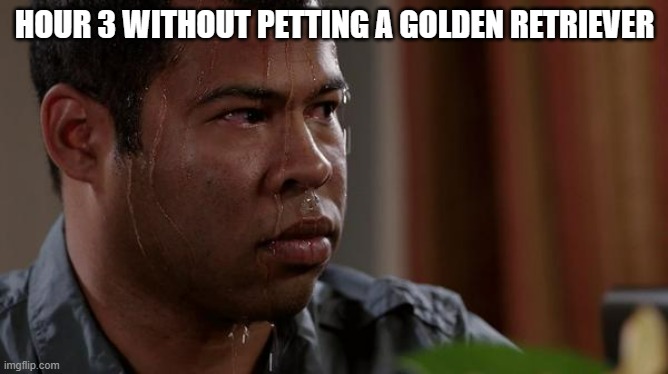 I'm having a golden withdrawal....i...need...golden...floofs | HOUR 3 WITHOUT PETTING A GOLDEN RETRIEVER | image tagged in sweating bullets | made w/ Imgflip meme maker