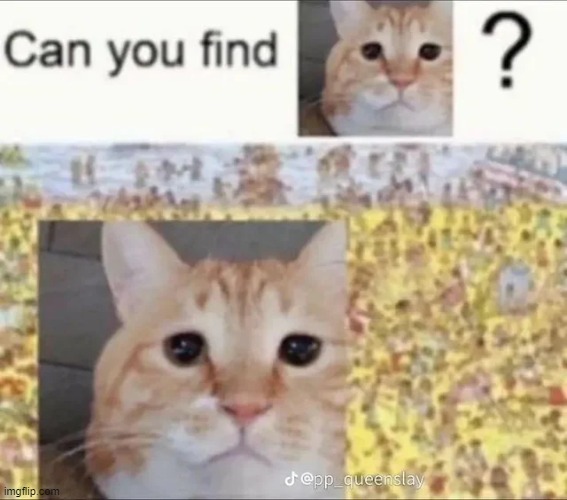 can you find him | image tagged in cat | made w/ Imgflip meme maker