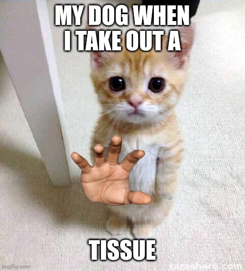 My dog when.. | MY DOG WHEN I TAKE OUT A; TISSUE | image tagged in memes,cute cat | made w/ Imgflip meme maker