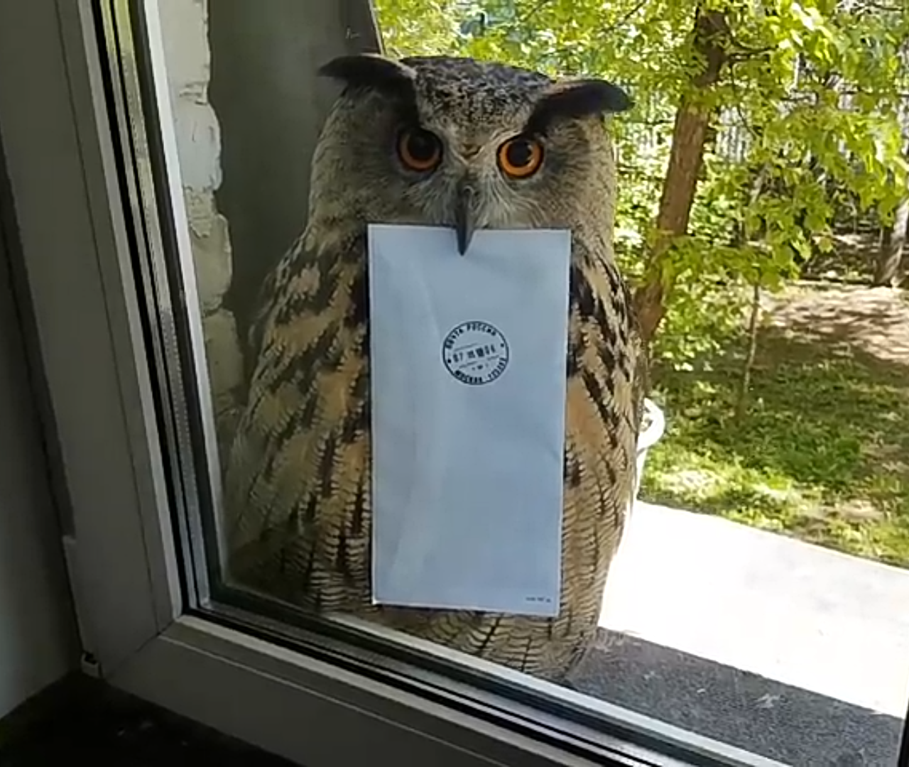 Owl with a letter Blank Meme Template