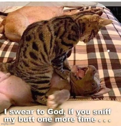 cat choking dog | image tagged in cats | made w/ Imgflip meme maker