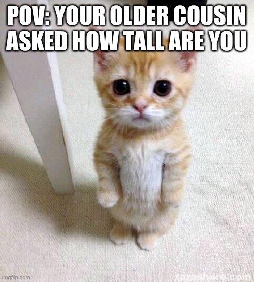 Cute Cat | POV: YOUR OLDER COUSIN ASKED HOW TALL ARE YOU | image tagged in memes,cute cat | made w/ Imgflip meme maker