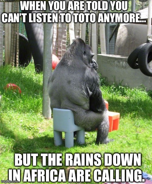 WHEN YOU ARE TOLD YOU CAN’T LISTEN TO TOTO ANYMORE…; BUT THE RAINS DOWN IN AFRICA ARE CALLING. | image tagged in toto,rains down in africa,gorilla,memes | made w/ Imgflip meme maker