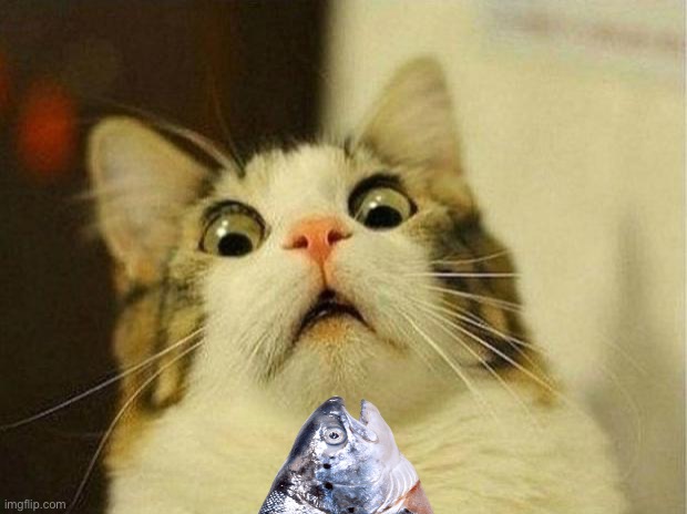 Scared Cat | image tagged in memes,scared cat | made w/ Imgflip meme maker