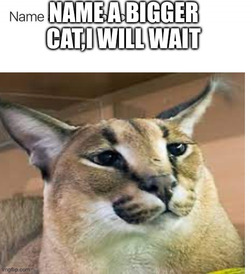 floppa | NAME A BIGGER CAT,I WILL WAIT | image tagged in floppa | made w/ Imgflip meme maker