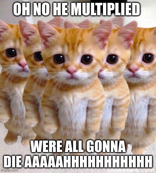 HE'S MULTIPLIED AAAAAAAAAAAAAAAAAAAAAAAAAAAAAAHHHHHHHHHHHHHHHHHHHH | OH NO HE MULTIPLIED; WERE ALL GONNA DIE AAAAAHHHHHHHHHHH | image tagged in memes,cute cat | made w/ Imgflip meme maker