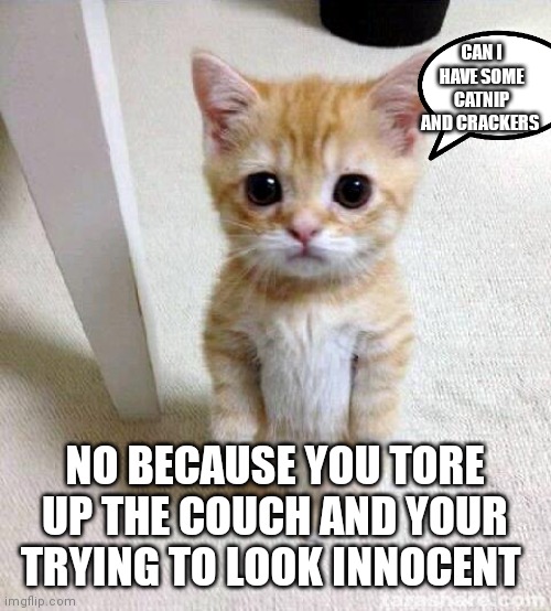 Cat's always want to look innocent after taring up things | CAN I HAVE SOME CATNIP AND CRACKERS; NO BECAUSE YOU TORE UP THE COUCH AND YOUR TRYING TO LOOK INNOCENT | image tagged in memes,cute cat,funny memes | made w/ Imgflip meme maker