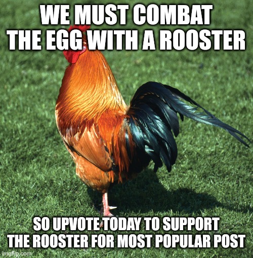 Down with Egg! | WE MUST COMBAT THE EGG WITH A ROOSTER; SO UPVOTE TODAY TO SUPPORT THE ROOSTER FOR MOST POPULAR POST | image tagged in funny,rooster,memes,chicken | made w/ Imgflip meme maker