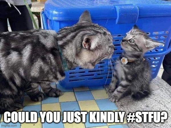 Kindly STFU | COULD YOU JUST KINDLY #STFU? | image tagged in cat,stfu,blast,because i'm the mother | made w/ Imgflip meme maker