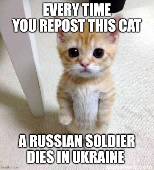 Cute Cat Meme | EVERY TIME YOU REPOST THIS CAT; A RUSSIAN SOLDIER DIES IN UKRAINE | image tagged in cute cat | made w/ Imgflip meme maker