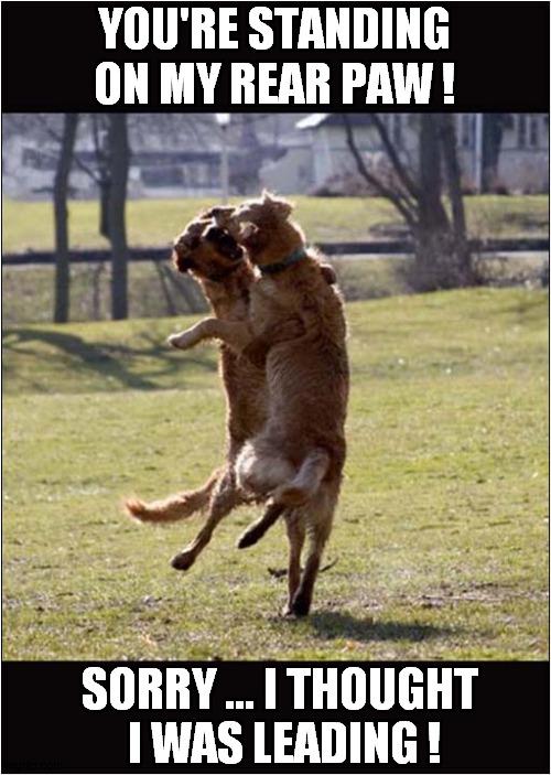 Dancing Dogs ! | YOU'RE STANDING ON MY REAR PAW ! SORRY ... I THOUGHT
 I WAS LEADING ! | image tagged in dogs,dancing | made w/ Imgflip meme maker