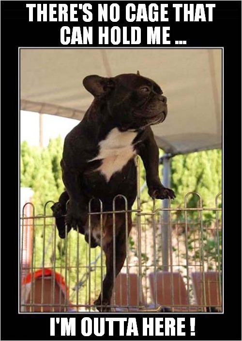 A Dogs Jail Break ! | THERE'S NO CAGE THAT
 CAN HOLD ME ... I'M OUTTA HERE ! | image tagged in dogs,cage,jail break | made w/ Imgflip meme maker