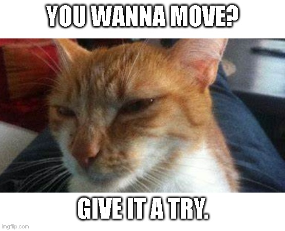 Wanna Move? | YOU WANNA MOVE? GIVE IT A TRY. | image tagged in cat,funny cat,meme | made w/ Imgflip meme maker