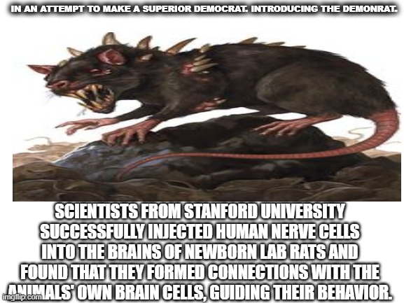 DemonRat | IN AN ATTEMPT TO MAKE A SUPERIOR DEMOCRAT. INTRODUCING THE DEMONRAT. SCIENTISTS FROM STANFORD UNIVERSITY SUCCESSFULLY INJECTED HUMAN NERVE CELLS INTO THE BRAINS OF NEWBORN LAB RATS AND FOUND THAT THEY FORMED CONNECTIONS WITH THE ANIMALS' OWN BRAIN CELLS, GUIDING THEIR BEHAVIOR. | made w/ Imgflip meme maker