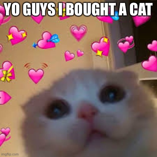YO GUYS I BOUGHT A CAT | made w/ Imgflip meme maker