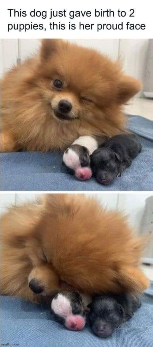 SO CUTE | image tagged in aww,wholesome,dog,cute puppies | made w/ Imgflip meme maker