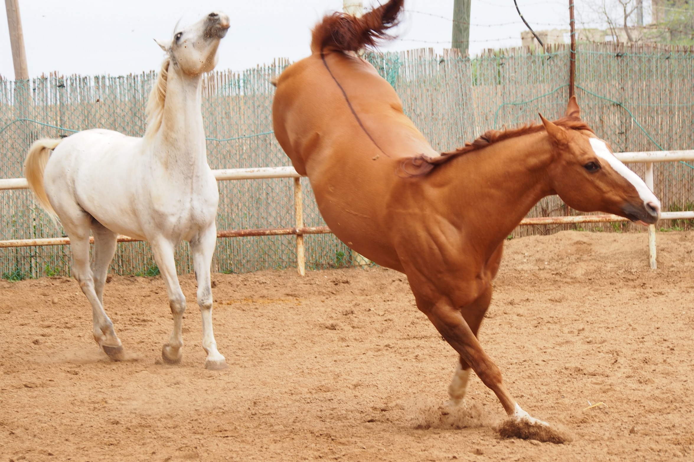 Horse kicking horse Blank Meme Template