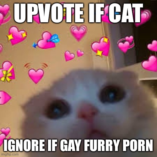 UPVOTE IF CAT; IGNORE IF GAY FURRY PORN | made w/ Imgflip meme maker