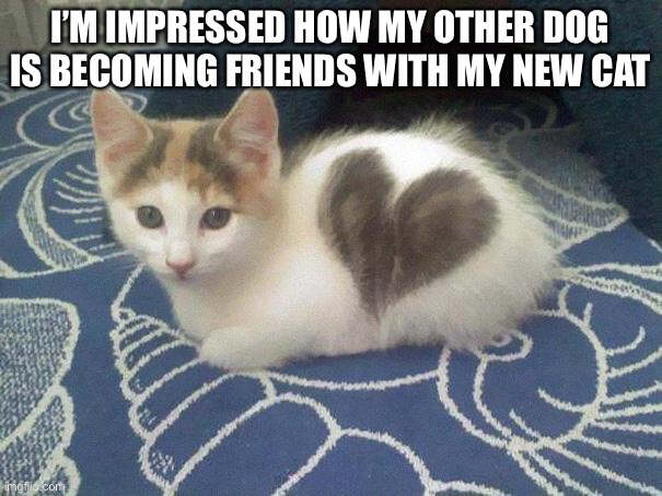 I’M IMPRESSED HOW MY OTHER DOG IS BECOMING FRIENDS WITH MY NEW CAT | made w/ Imgflip meme maker
