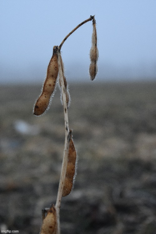 If you look with your photographer's eye you can even find a photo in an empty field | image tagged in lonely soybean,field | made w/ Imgflip meme maker