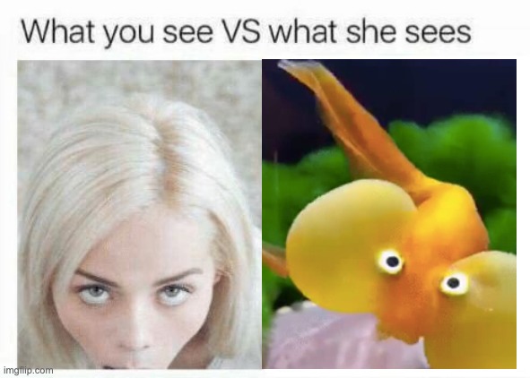 Massive | image tagged in what you see vs what she sees | made w/ Imgflip meme maker