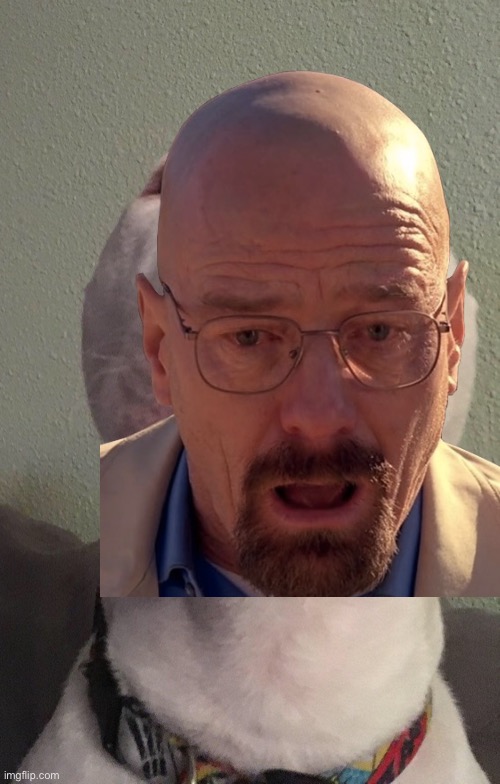 image tagged in walter,walter white | made w/ Imgflip meme maker