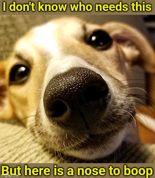 Puppy nose to boop | I don't know who needs this; But here is a nose to boop | image tagged in cute puppy | made w/ Imgflip meme maker