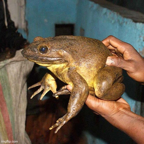 Goliath Frog | made w/ Imgflip meme maker