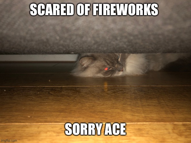 He’s under the couch at the moment | SCARED OF FIREWORKS; SORRY ACE | image tagged in happy new year | made w/ Imgflip meme maker
