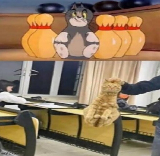 using a real cat like tom from tom and jerry | image tagged in cats | made w/ Imgflip meme maker