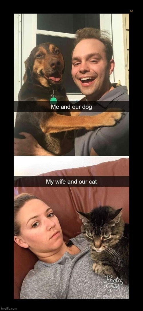 image tagged in dogs | made w/ Imgflip meme maker