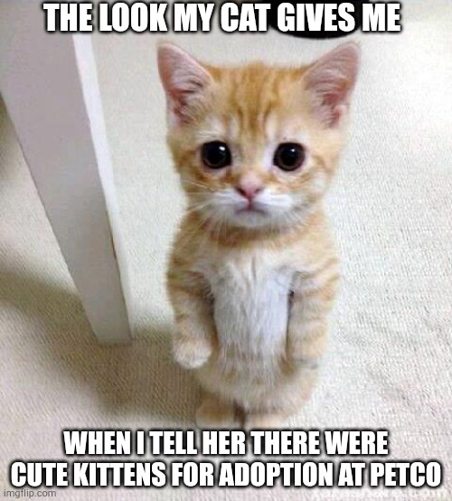 Cute Cat Meme | THE LOOK MY CAT GIVES ME; WHEN I TELL HER THERE WERE CUTE KITTENS FOR ADOPTION AT PETCO | image tagged in memes,cute cat | made w/ Imgflip meme maker