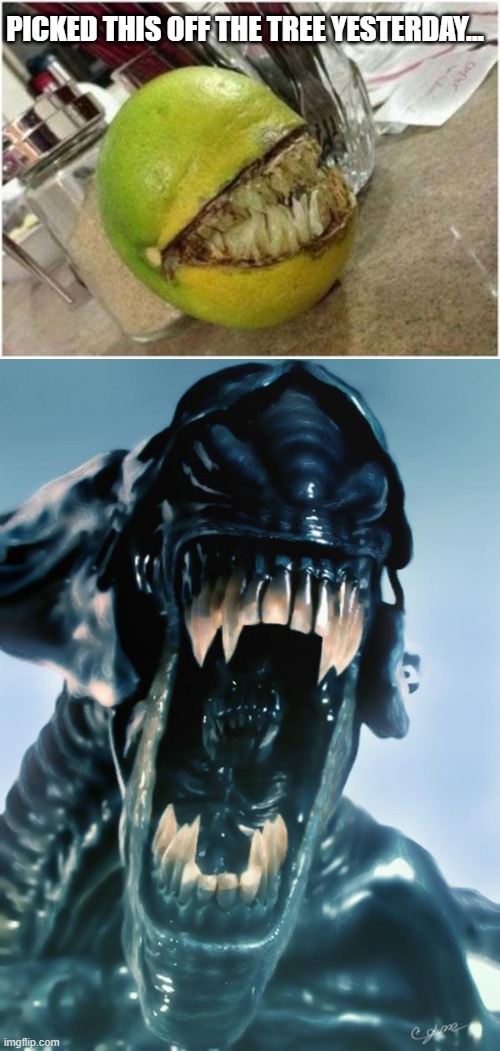 Waiting for the "Tongue" to come out | PICKED THIS OFF THE TREE YESTERDAY... | image tagged in alien | made w/ Imgflip meme maker