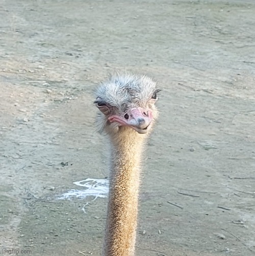 The wut bird | image tagged in the wut bird | made w/ Imgflip meme maker