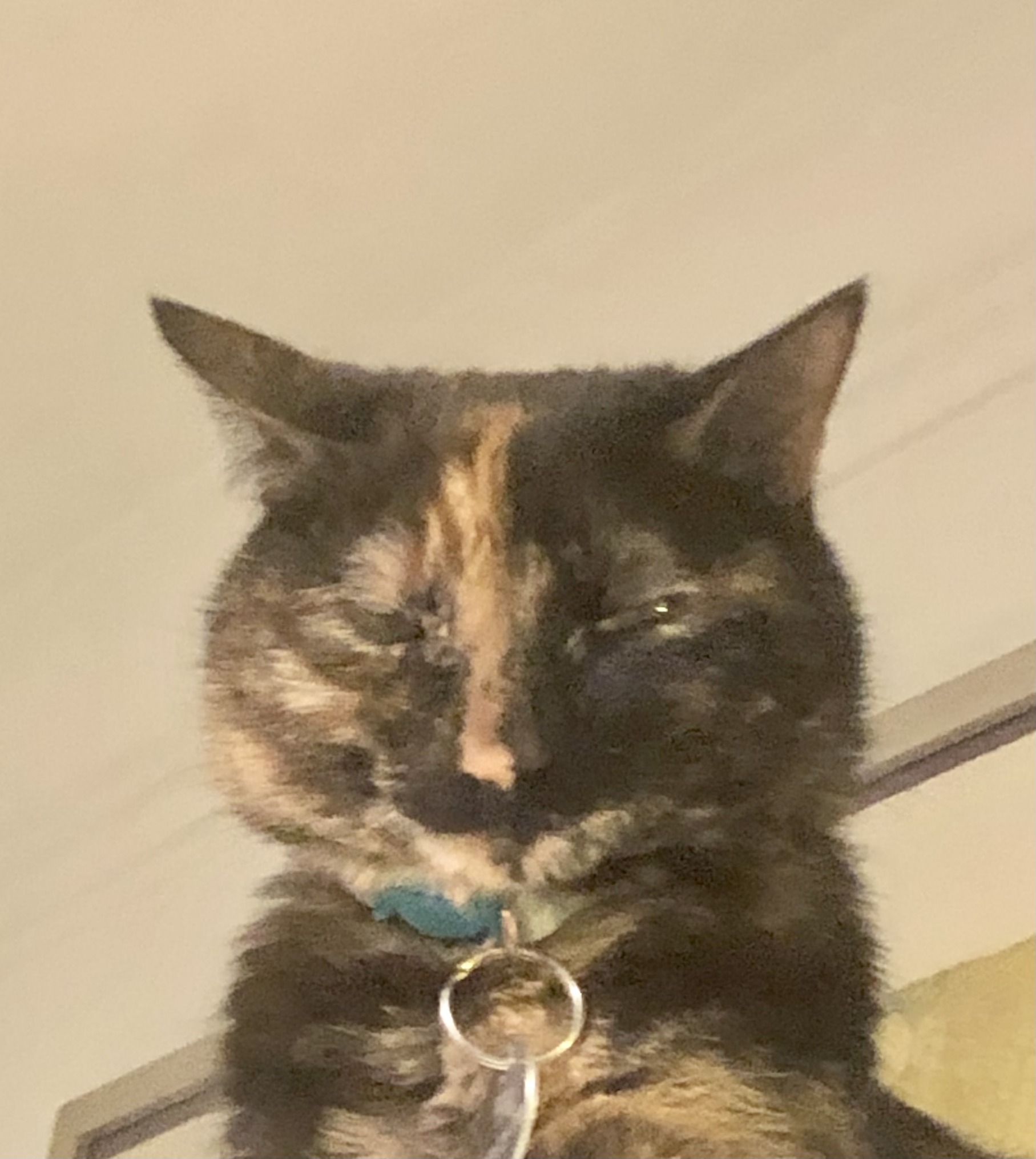 High Quality Devious cat Blank Meme Template