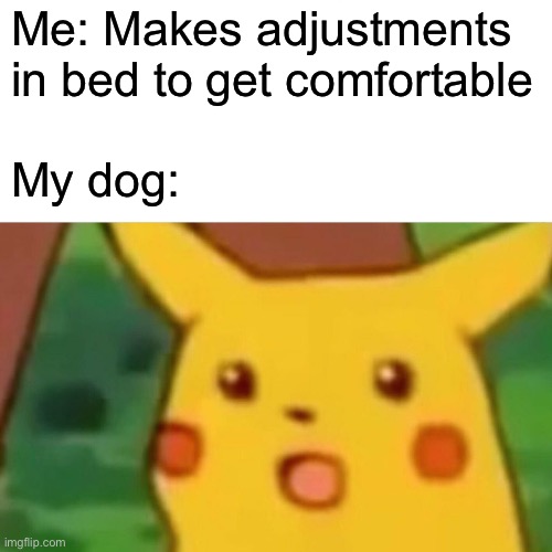 My Dog Everytime I Try To Get Comfortable | Me: Makes adjustments in bed to get comfortable; My dog: | image tagged in surprised pikachu,dog,bedtime,uncomfortable,annoyed dog | made w/ Imgflip meme maker