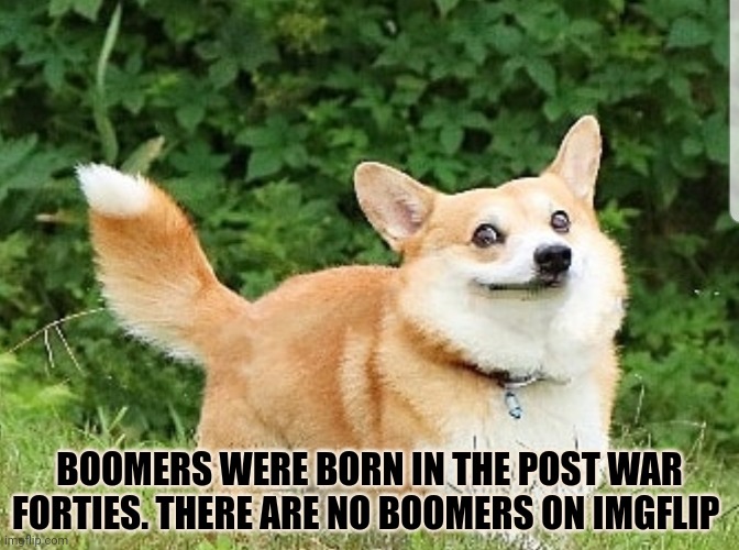 OK Boomer Corgi | BOOMERS WERE BORN IN THE POST WAR FORTIES. THERE ARE NO BOOMERS ON IMGFLIP | image tagged in ok boomer corgi | made w/ Imgflip meme maker