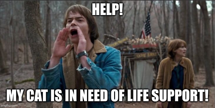 not the cat.anything but the cat. | HELP! MY CAT IS IN NEED OF LIFE SUPPORT! | image tagged in will stranger things | made w/ Imgflip meme maker