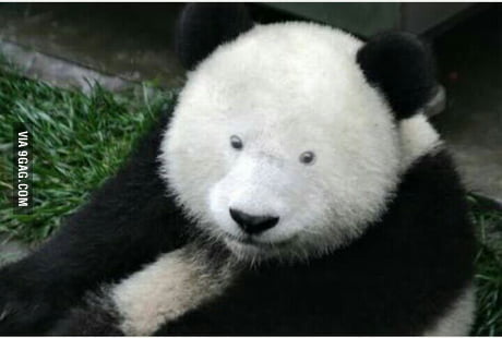 High Quality Pandas with down syndrome be like Blank Meme Template