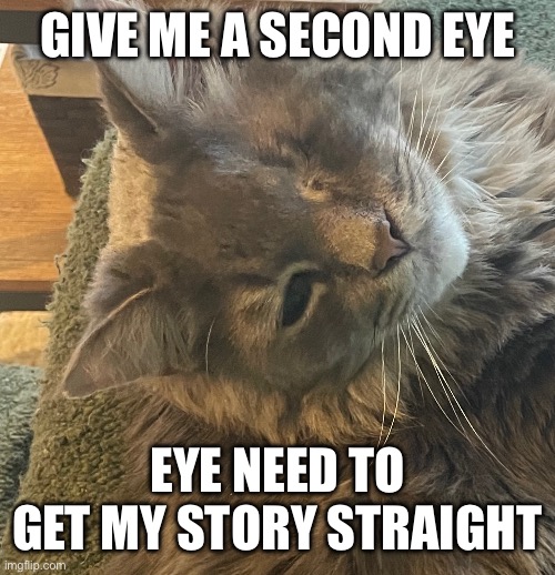 My cat | GIVE ME A SECOND EYE; EYE NEED TO GET MY STORY STRAIGHT | image tagged in cats | made w/ Imgflip meme maker