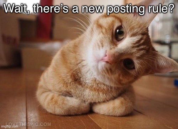 huh? | Wait, there’s a new posting rule? | image tagged in curious question cat | made w/ Imgflip meme maker