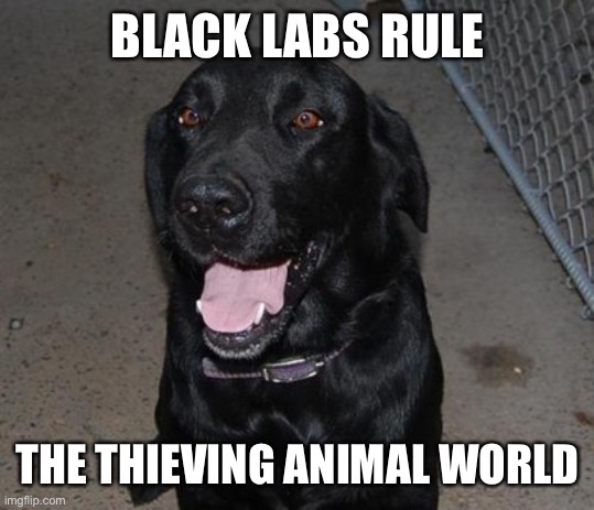 Black Labs Matter | BLACK LABS RULE THE THIEVING ANIMAL WORLD | image tagged in black labs matter | made w/ Imgflip meme maker