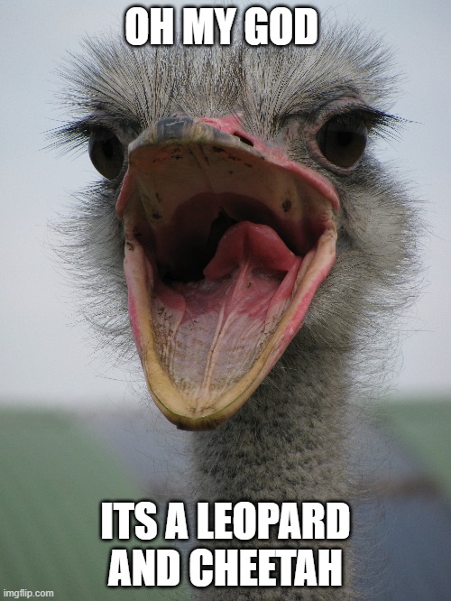 Shocked Ostrich | OH MY GOD; ITS A LEOPARD AND CHEETAH | image tagged in birds,new years eve,2023 | made w/ Imgflip meme maker