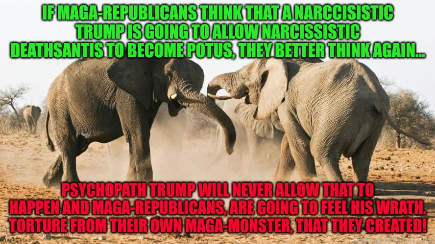 Disarray in the GOP Republican elephants  MAGA | IF MAGA-REPUBLICANS THINK THAT A NARCCISISTIC TRUMP IS GOING TO ALLOW NARCISSISTIC DEATHSANTIS TO BECOME POTUS, THEY BETTER THINK AGAIN... PSYCHOPATH TRUMP WILL NEVER ALLOW THAT TO HAPPEN AND MAGA-REPUBLICANS, ARE GOING TO FEEL HIS WRATH. TORTURE FROM THEIR OWN MAGA-MONSTER, THAT THEY CREATED! | image tagged in disarray in the gop republican elephants maga | made w/ Imgflip meme maker