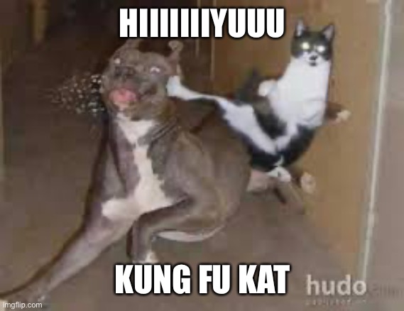 Kung Fu Cat | HIIIIIIIYUUU; KUNG FU KAT | image tagged in kung fu cat | made w/ Imgflip meme maker