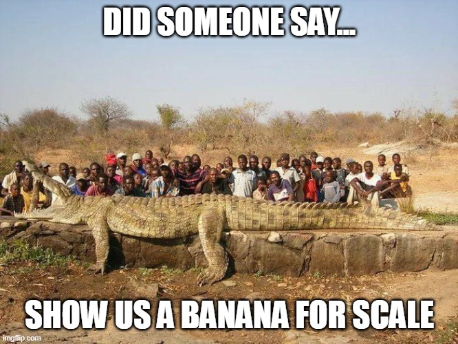 big crock | DID SOMEONE SAY... SHOW US A BANANA FOR SCALE | image tagged in africa | made w/ Imgflip meme maker