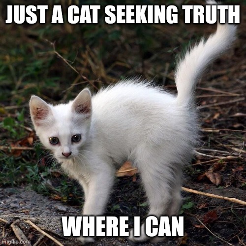 Cats | JUST A CAT SEEKING TRUTH; WHERE I CAN | image tagged in relatable | made w/ Imgflip meme maker